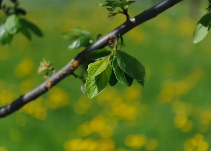 Appartement Kasperhof 1 - 5 *